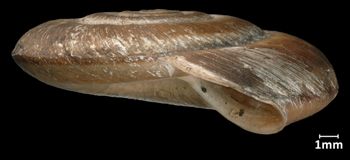 Media type: image;   Malacology 32535 Aspect: lateral